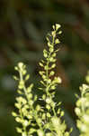 Common pepperweed